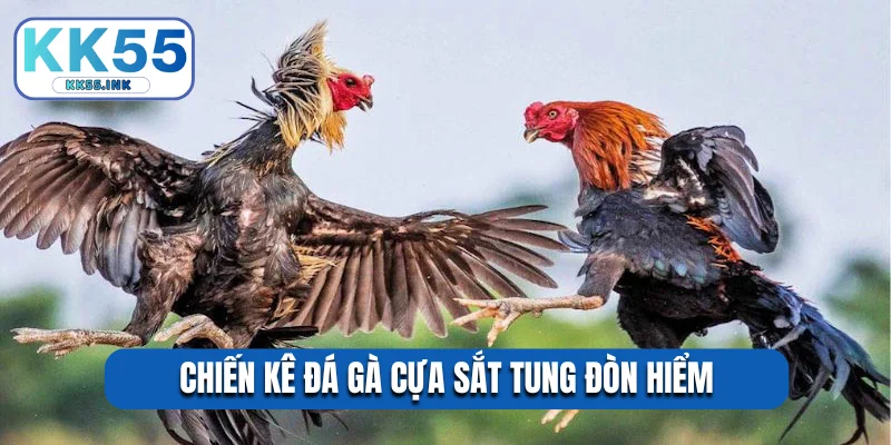 Chiến kê đá gà cựa sắt tung đòn hiểm