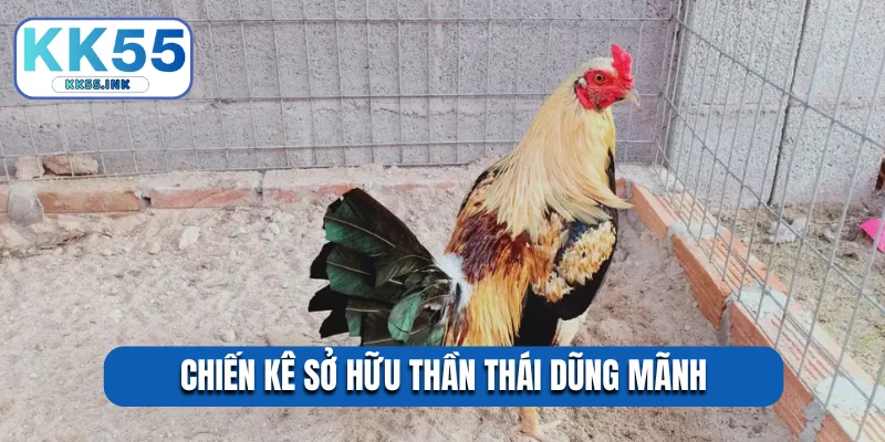 Chiến kê sở hữu thần thái dũng mãnh