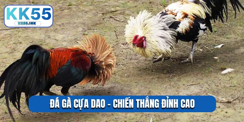 Đá gà cựa dao