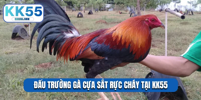 Đấu trường gà cựa sắt rực cháy tại KK55