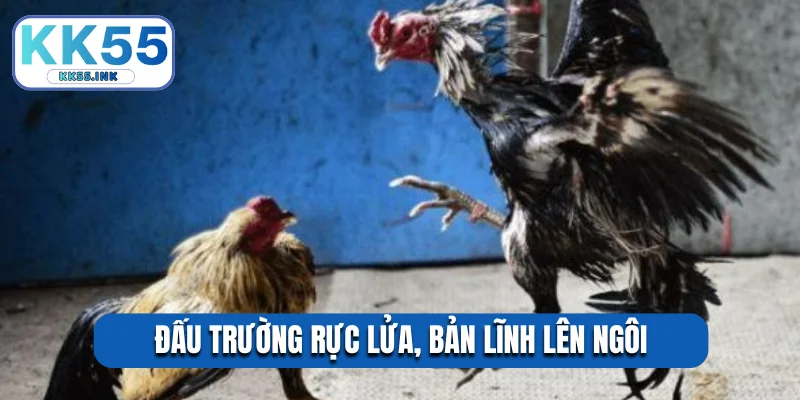 Đấu trường rực lửa, bản lĩnh lên ngôi