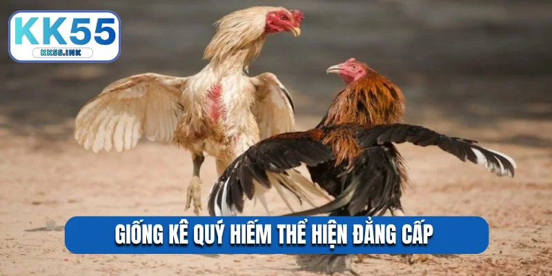 Giống kê quý hiếm thể hiện đẳng cấp