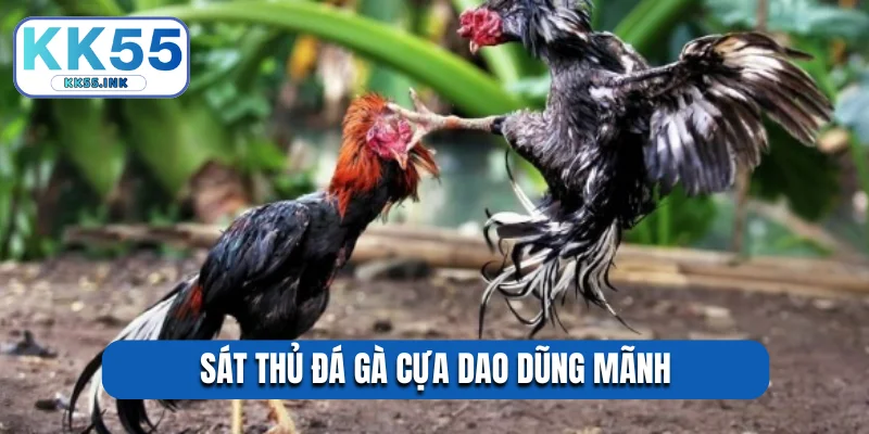 Sát thủ đá gà cựa dao dũng mãnh