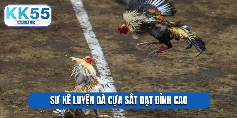 Sư kê luyện gà cựa sắt đạt đỉnh cao