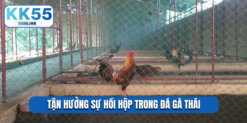 Tận hưởng sự hồi hộp trong đá gà Thái